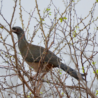 Solitary Tinamou